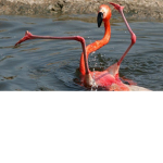 pet flamingo fan group