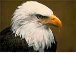 mightyeagle443's Group