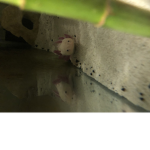 Axolotl‘s are awesome