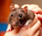 just some rats (join if you want)