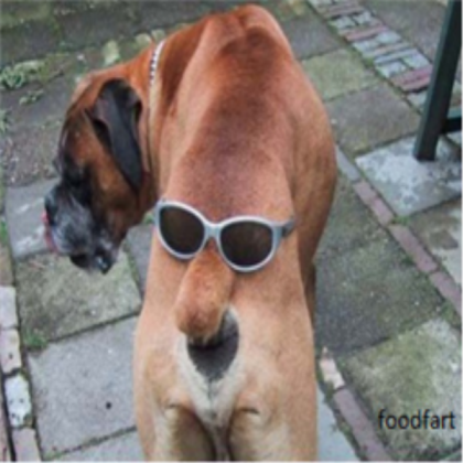 funny dog Roblox decal