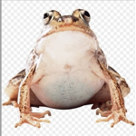 Qungus Qult