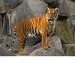 Tiger gang 3838373737