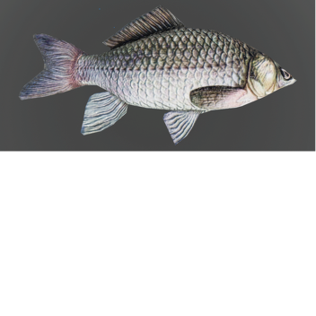 Fishy obby! (no updates)