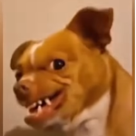 P.K.U