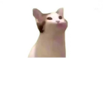 팝캣 팬 그룹