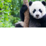 pandas we love