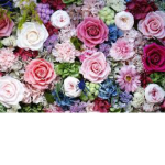 *Eva’s loves*