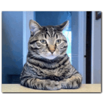 ali the cat meow games :>