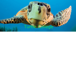 turtle college