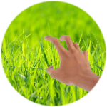 Bacon touches grass