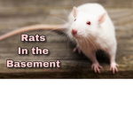 Rats in the Basement