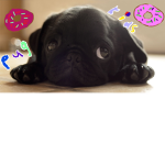 the pug squaid