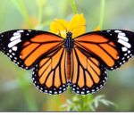 buterflies<3