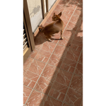 e bello il mio cane?