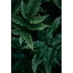 -Leaf Group-