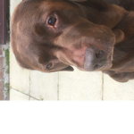 Love dog’s