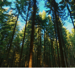 the pog forest