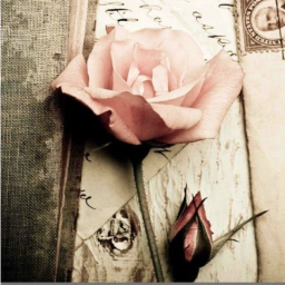▫Obby of the roses▫
