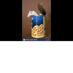 Mouse in Baked Beans [V.1]