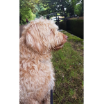 Perfect doggy