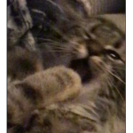 we eat toes : )