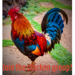 🐓~the chicken group~🐓