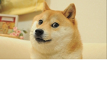 Dog Coolz