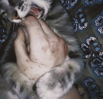 wounded’