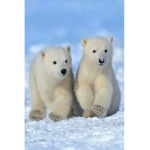 Polar Bear Kingdom