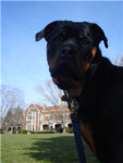 DOGGIES RULE