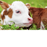 Aesethetic cows for life