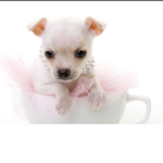 The Chihuahua girls!!!