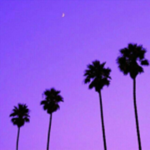 $ugarpalm CITY