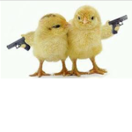Elite chickens