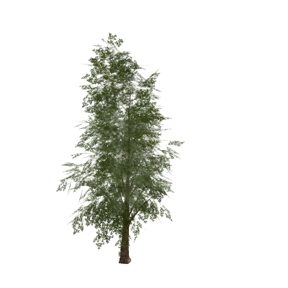 realistic tree (mesh)