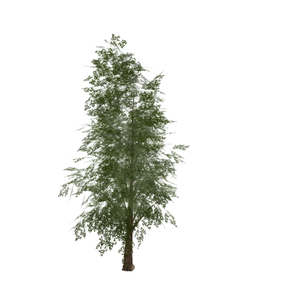 realistic tree (mesh)