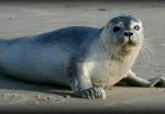 Seal fangroup