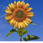 Sunflowers1290