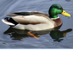 #teamducksforever