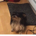 Leabubuprogamer