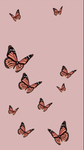 The crazy butterfly