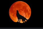 The wolf lover! <3