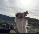 Ostrichs