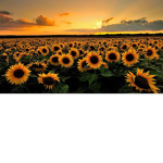 Sun~flowers~