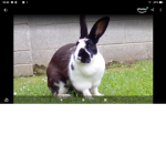 Bella bunny boo