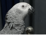 This my animal