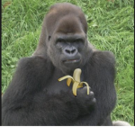 Gorilla_yum