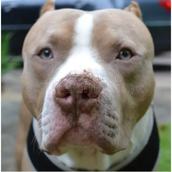 Climb into pibble!