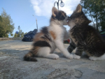Justin’s Adoption Center !!
